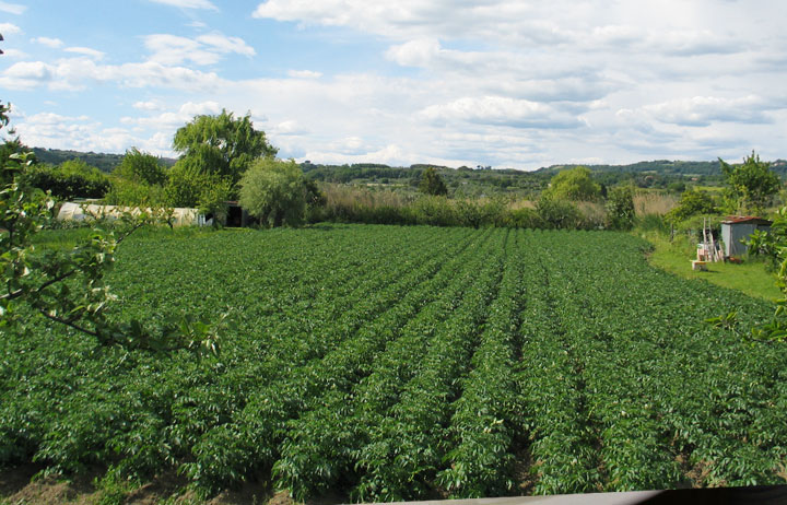 immagini dal nostro orto