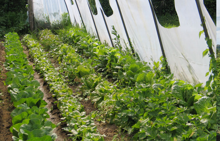 immagini dal nostro orto